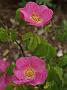 Rosa gallica Officinalis_4